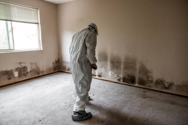 Trusted Old Saybrook Center, CT Mold Remediation Experts